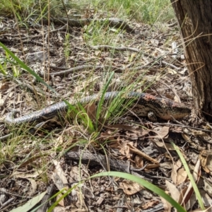 Tiliqua nigrolutea at Currawang, NSW - 10 Mar 2021