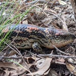 Tiliqua nigrolutea at Currawang, NSW - 10 Mar 2021