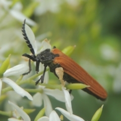 Porrostoma rhipidium (Long-nosed Lycid (Net-winged) beetle) at Pollinator-friendly garden Conder - 4 Jan 2021 by michaelb