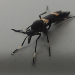 Agapophytus albobasalis (Stiletto fly) at Conder, ACT - 5 Jan 2021 by michaelb