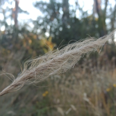 Dichelachne sp. (Plume Grasses) at Brindabella, NSW - 1 Mar 2021 by michaelb