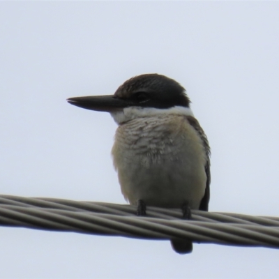 Todiramphus sanctus (Sacred Kingfisher) at Waramanga, ACT - 6 Feb 2021 by AndyRoo