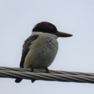 Todiramphus sanctus at Waramanga, ACT - 6 Feb 2021