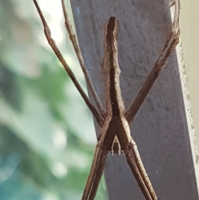 Asianopis subrufa (Rufous net-casting spider) at Lyneham, ACT - 10 Mar 2021 by tpreston