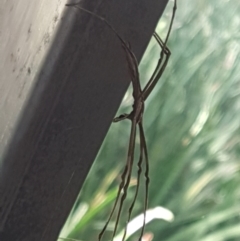 Deinopis subrufa at Lyneham, ACT - 10 Mar 2021
