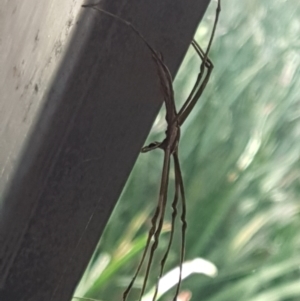Deinopis subrufa at Lyneham, ACT - 10 Mar 2021