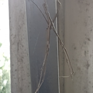 Deinopis subrufa at Lyneham, ACT - 10 Mar 2021