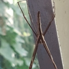 Deinopis subrufa at Lyneham, ACT - 10 Mar 2021