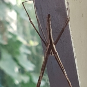 Asianopis subrufa at Lyneham, ACT - 10 Mar 2021 12:50 PM