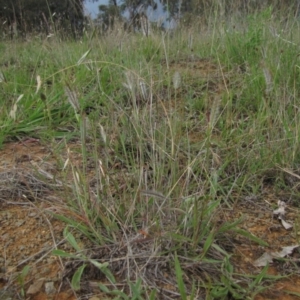 Dichanthium sericeum at Michelago, NSW - 25 Nov 2017 02:54 PM