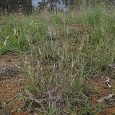 Dichanthium sericeum (Queensland Blue-grass) at Michelago, NSW - 25 Nov 2017 by AndrewZelnik