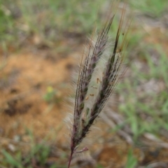 Dichanthium sericeum at Michelago, NSW - 25 Nov 2017 02:54 PM