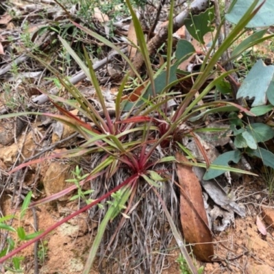 Stylidium (genus) (Trigger Plant) at Cotter River, ACT - 10 Mar 2021 by clamb33