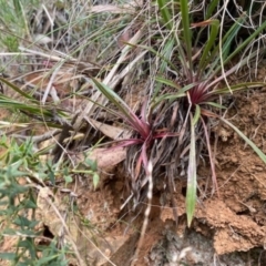 Stylidium sp. at Cotter River, ACT - 10 Mar 2021 02:19 PM