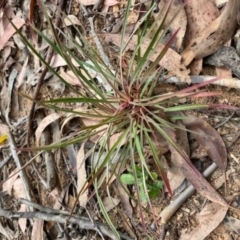 Stylidium sp. at Cotter River, ACT - 10 Mar 2021 02:19 PM