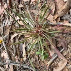 Stylidium sp. at Cotter River, ACT - 10 Mar 2021