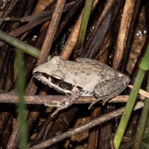 Litoria latopalmata at Holt, ACT - 10 Mar 2021