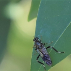 Exaireta spinigera (Garden Soldier Fly) at Cook, ACT - 8 Mar 2021 by Tammy