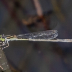 Ischnura aurora (Aurora Bluetail) at Holt, ACT - 10 Mar 2021 by Roger
