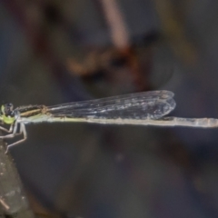 Ischnura aurora (Aurora Bluetail) at Woodstock Nature Reserve - 10 Mar 2021 by Roger