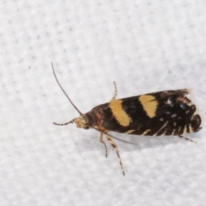 Glyphipterix chrysoplanetis at Melba, ACT - 7 Mar 2021