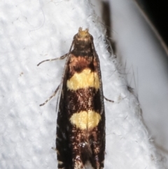 Glyphipterix chrysoplanetis at Melba, ACT - 7 Mar 2021 09:02 PM