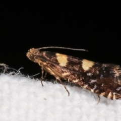 Glyphipterix chrysoplanetis at Melba, ACT - 7 Mar 2021