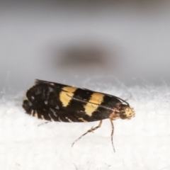 Glyphipterix chrysoplanetis at Melba, ACT - 7 Mar 2021 09:02 PM