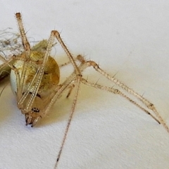 Cryptachaea gigantipes (White porch spider) at Crooked Corner, NSW - 10 Mar 2021 by Milly