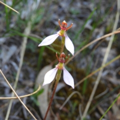 Eriochilus cucullatus (Parson's Bands) at Mount Taylor - 6 Mar 2021 by MatthewFrawley