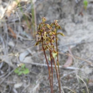 Corunastylis clivicola at Kambah, ACT - suppressed