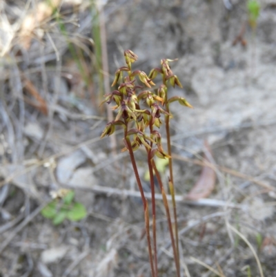Corunastylis clivicola (Rufous midge orchid) at Mount Taylor - 7 Mar 2021 by MatthewFrawley