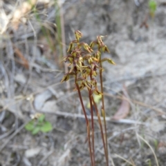 Corunastylis clivicola (Rufous midge orchid) at Kambah, ACT - 7 Mar 2021 by MatthewFrawley