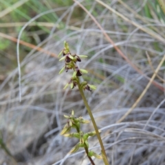 Corunastylis clivicola at Kambah, ACT - suppressed