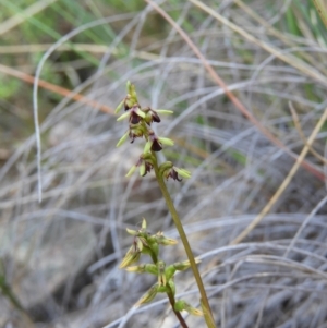 Corunastylis clivicola at Kambah, ACT - suppressed