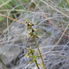 Corunastylis clivicola at Kambah, ACT - 7 Mar 2021