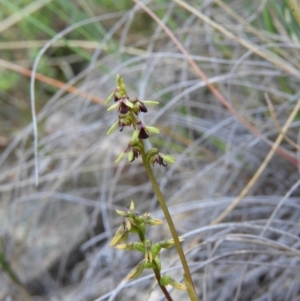 Corunastylis clivicola at Kambah, ACT - 7 Mar 2021