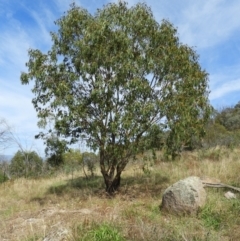 Eucalyptus blakelyi (Blakely's Red Gum) at Mount Taylor - 7 Mar 2021 by MatthewFrawley