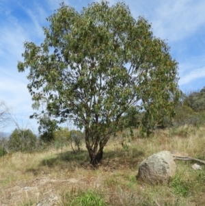 Eucalyptus blakelyi at Torrens, ACT - 7 Mar 2021
