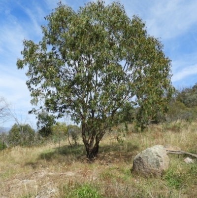 Eucalyptus blakelyi (Blakely's Red Gum) at Mount Taylor - 7 Mar 2021 by MatthewFrawley