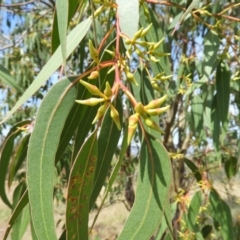 Eucalyptus blakelyi at Mount Taylor - 7 Mar 2021 11:15 AM