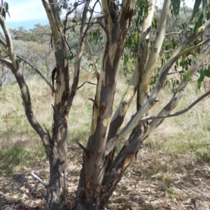 Eucalyptus blakelyi at Mount Taylor - 7 Mar 2021 11:15 AM