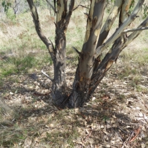 Eucalyptus blakelyi at Mount Taylor - 7 Mar 2021 11:15 AM