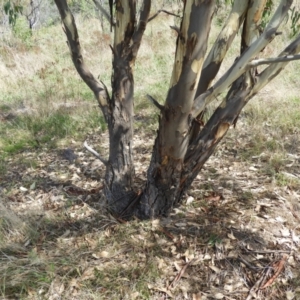 Eucalyptus blakelyi at Mount Taylor - 7 Mar 2021