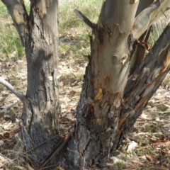 Eucalyptus blakelyi at Mount Taylor - 7 Mar 2021 11:15 AM