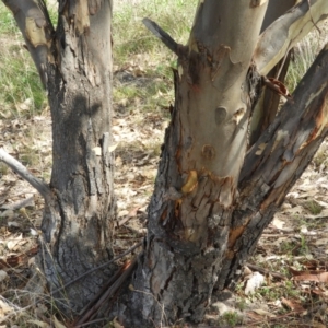 Eucalyptus blakelyi at Torrens, ACT - 7 Mar 2021