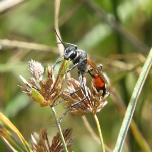 Podalonia tydei at Kambah, ACT - 7 Mar 2021 11:29 AM