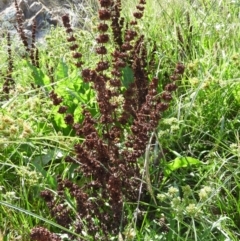 Rumex crispus (Curled Dock) at Kambah, ACT - 7 Mar 2021 by MatthewFrawley