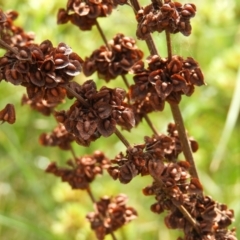 Rumex crispus at Kambah, ACT - 7 Mar 2021