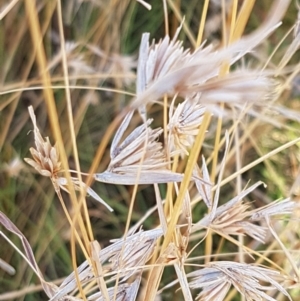 Themeda triandra at Downer, ACT - 10 Mar 2021